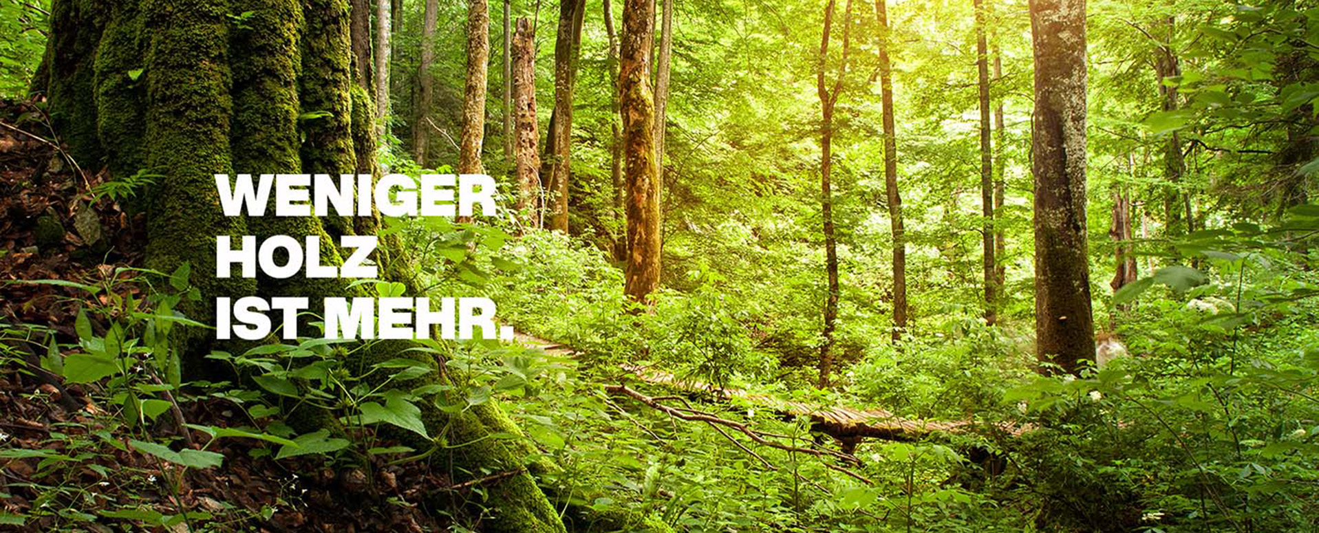 Waldlandschaft mit Sonneneinstrahlung